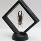 780060 - Floating Frame Display - 90x90mm - Black - Beetle