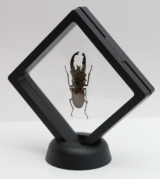 780060 - Floating Frame Display - 90x90mm - Black - Beetle