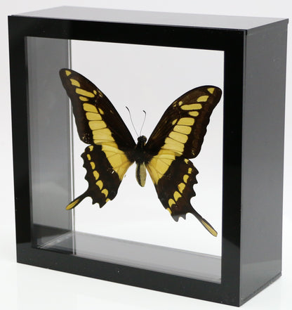 9060607 - Real Butterfly Acrylic Display Box - 6" X 6" - King Swallowtail (Papilio thoas)