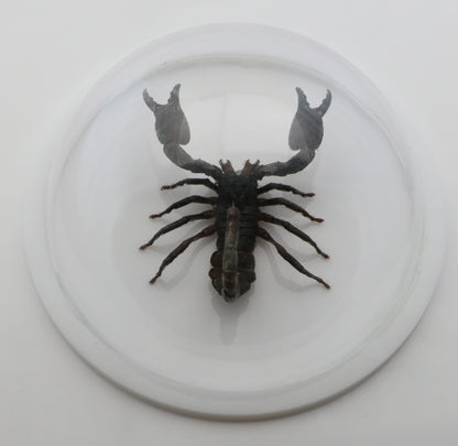 760462 - Dome Displays - Ex. Large (156mm) - White - Asian Giant Forest Scorpion﻿ (Heterometrus laoticus)