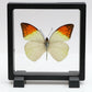 780100 - Floating Frame Display - 110x110mm - Black - Great Orange Tip