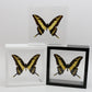 9060607 - Real Butterfly Acrylic Display Box - 6" X 6" - King Swallowtail (Papilio thoas)