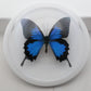 760400 - Dome Displays - Ex. Large (156mm) - White - Blue Mountain Swallowtail