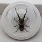 760260 - Dome Displays - Medium (100mm) - White - Long Jaw Stag Beetle (Cyclommatus metallifer)