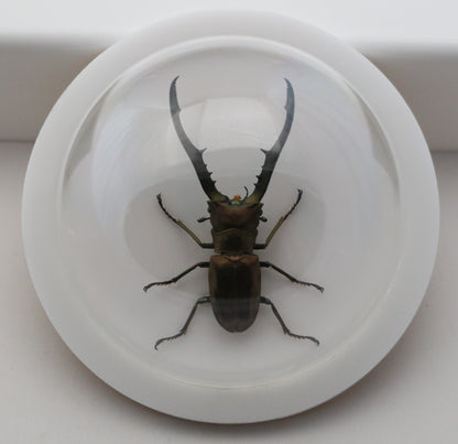 760260 - Dome Displays - Medium (100mm) - White - Long Jaw Stag Beetle (Cyclommatus metallifer)