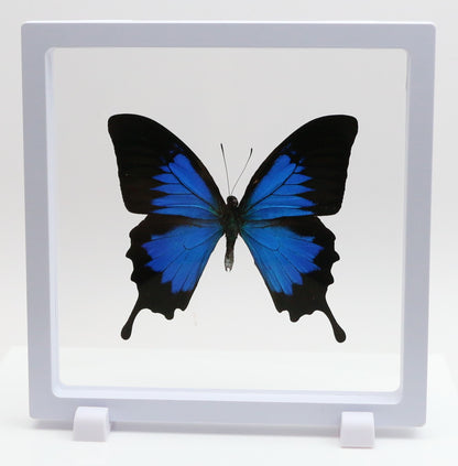 780300 - Floating Frame Display - 180x180mm - White - Blue Mountain Swallowtail