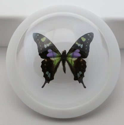 760200 - Dome Displays - Medium (100mm) - White - Purple Spotted Swallowtail (Graphium weiskei)