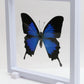 780300 - Floating Frame Display - 180x180mm - White - Blue Mountain Swallowtail