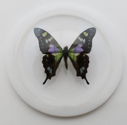 760200 - Dome Displays - Medium (100mm) - White - Purple Spotted Swallowtail (Graphium weiskei)