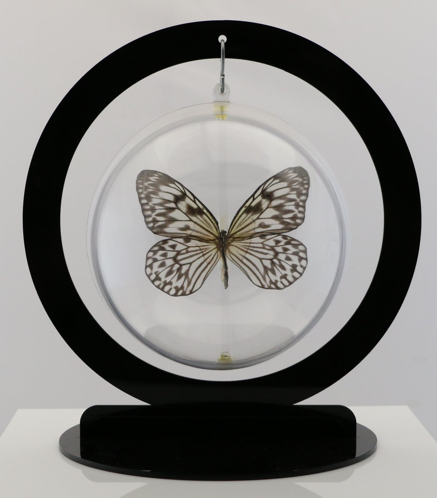 750302 - Butterfly Bubbles - Lg. - Round - Paper Kite (Idea leuconoe obscura)