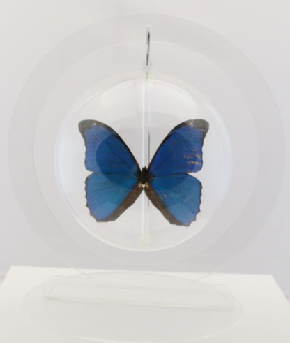 750300 - Butterfly Bubbles - Lg. - Round - Blue Morpho ﻿(Morpho menelaus)