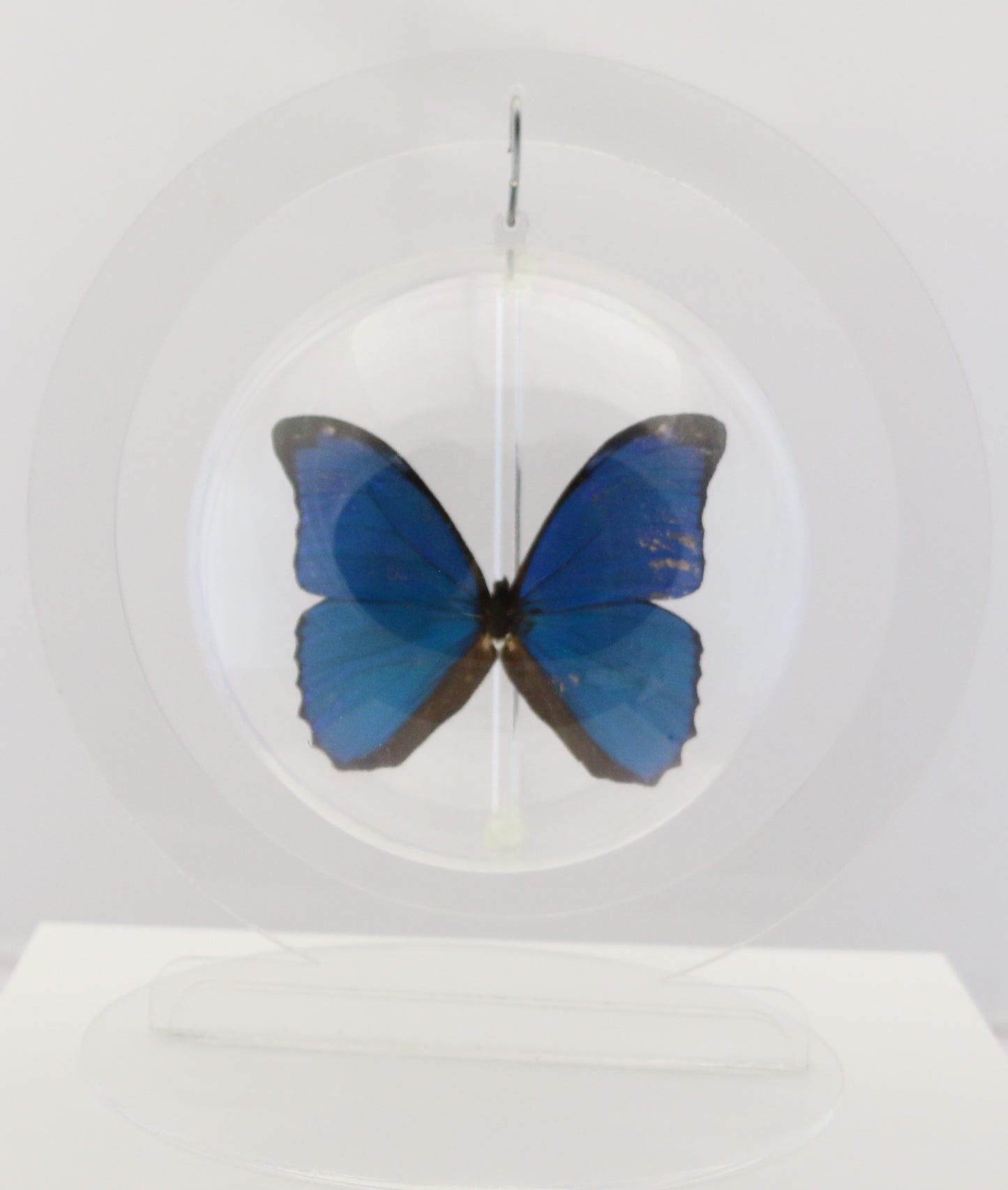 750300 - Butterfly Bubbles - Lg. - Round - Blue Morpho ﻿(Morpho menelaus)