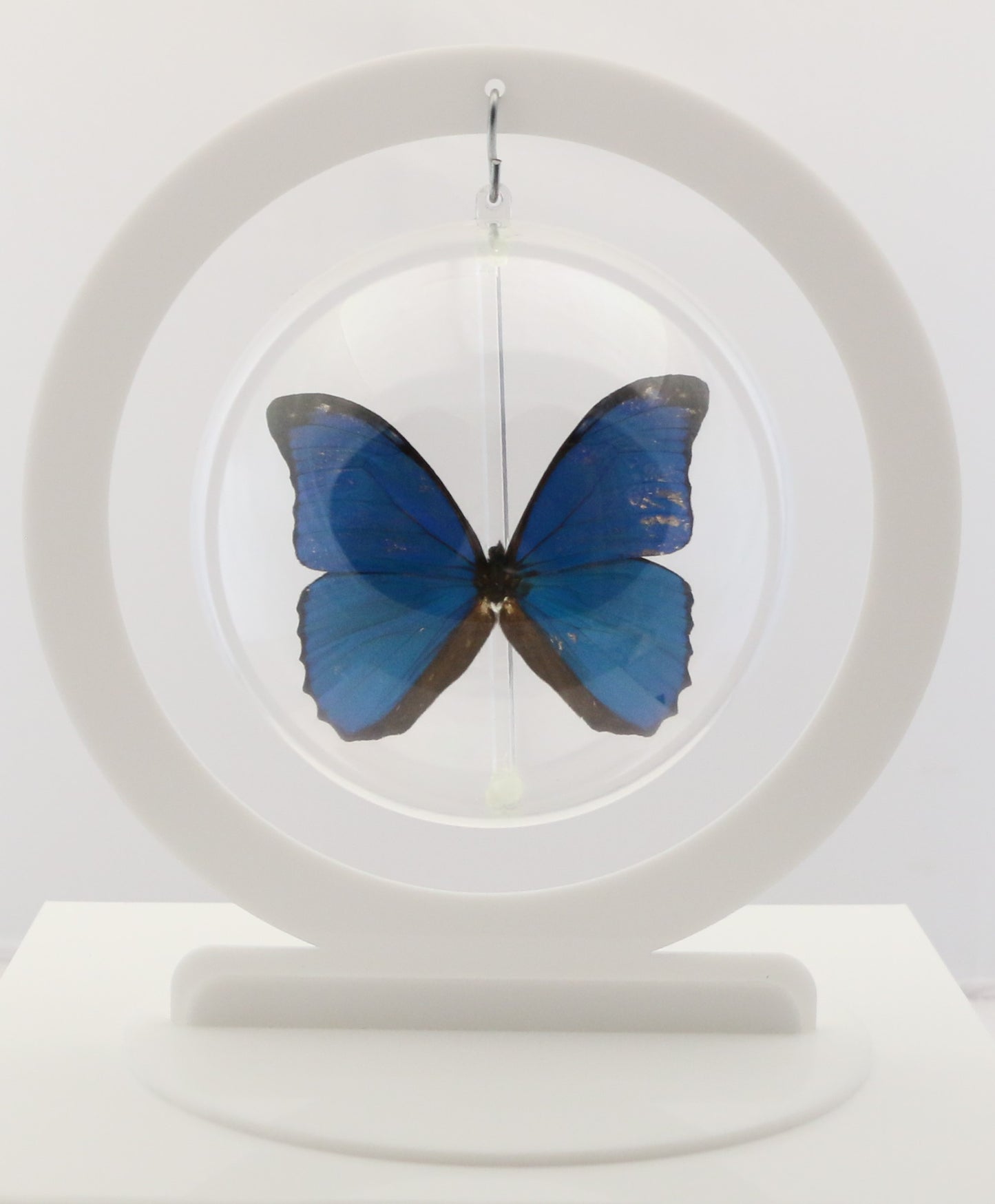 750300 - Butterfly Bubbles - Lg. - Round - Blue Morpho ﻿(Morpho menelaus)