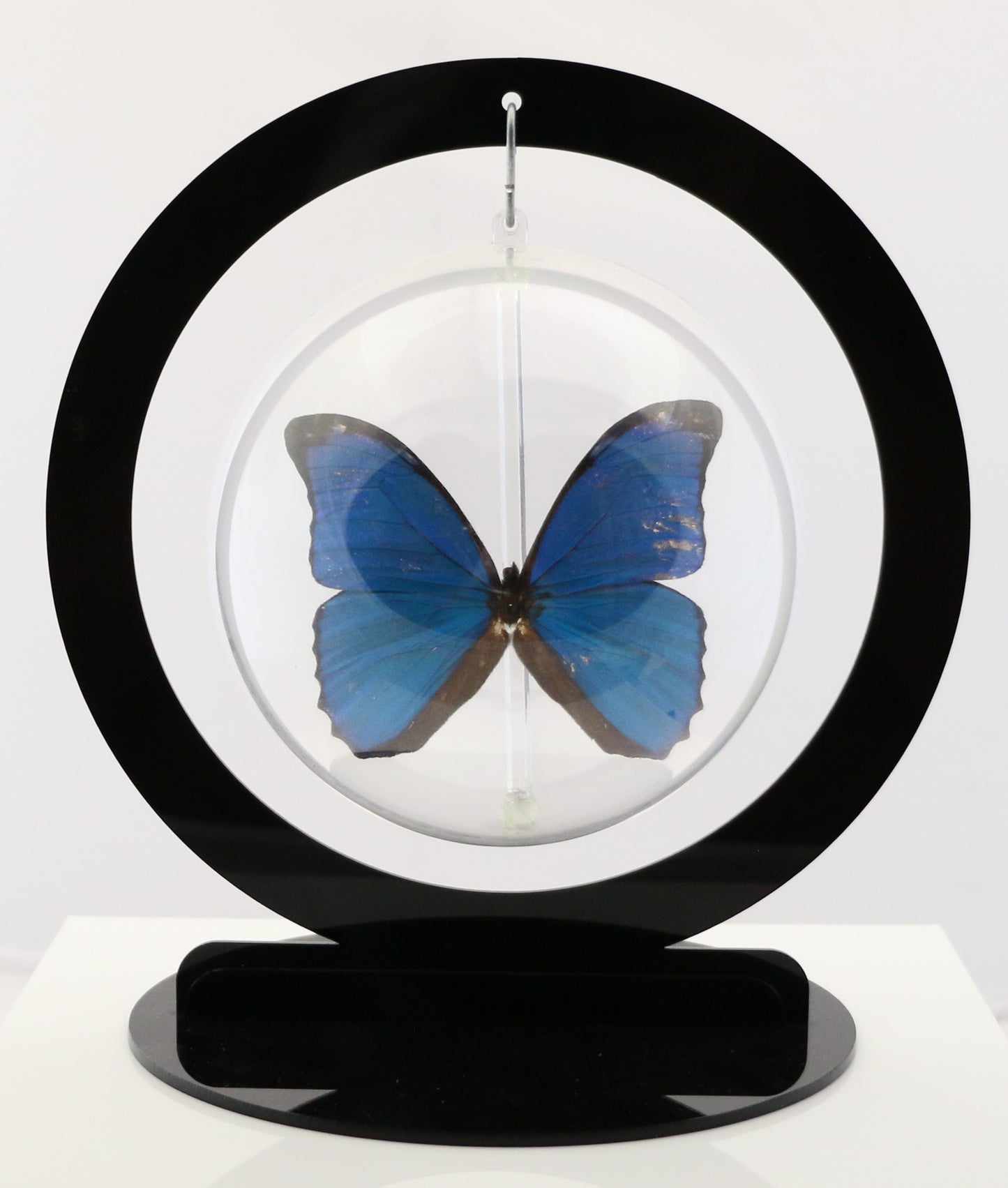 750300 - Butterfly Bubbles - Lg. - Round - Blue Morpho ﻿(Morpho menelaus)