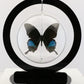750307 - Butterfly Bubbles - Lg. - Round - Jungle Jade Swallowtail (Papilio karna)