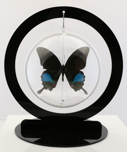 750307 - Butterfly Bubbles - Lg. - Round - Jungle Jade Swallowtail (Papilio karna)