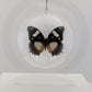 750308 - Butterfly Bubble - Lg. Round - Madagascar Diadem (Hypolimnas dexithea)
