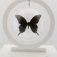 750309 - Butterfly Bubbles - Lg. - Round - Alpine Black Swallowtail (Papilio maackii) -Summer