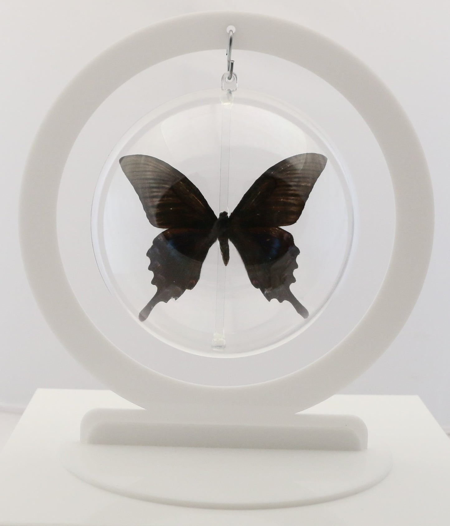 750309 - Butterfly Bubbles - Lg. - Round - Alpine Black Swallowtail (Papilio maackii) -Summer