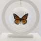 750304 - Butterfly Bubbles - Lg. - Round - Monarch (Danaus plexippus)