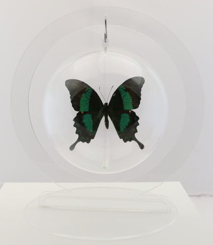 750305 - Butterfly Bubble - Lg. - Round - Emerald Swallowtail (Papilio palinurus daedalus)