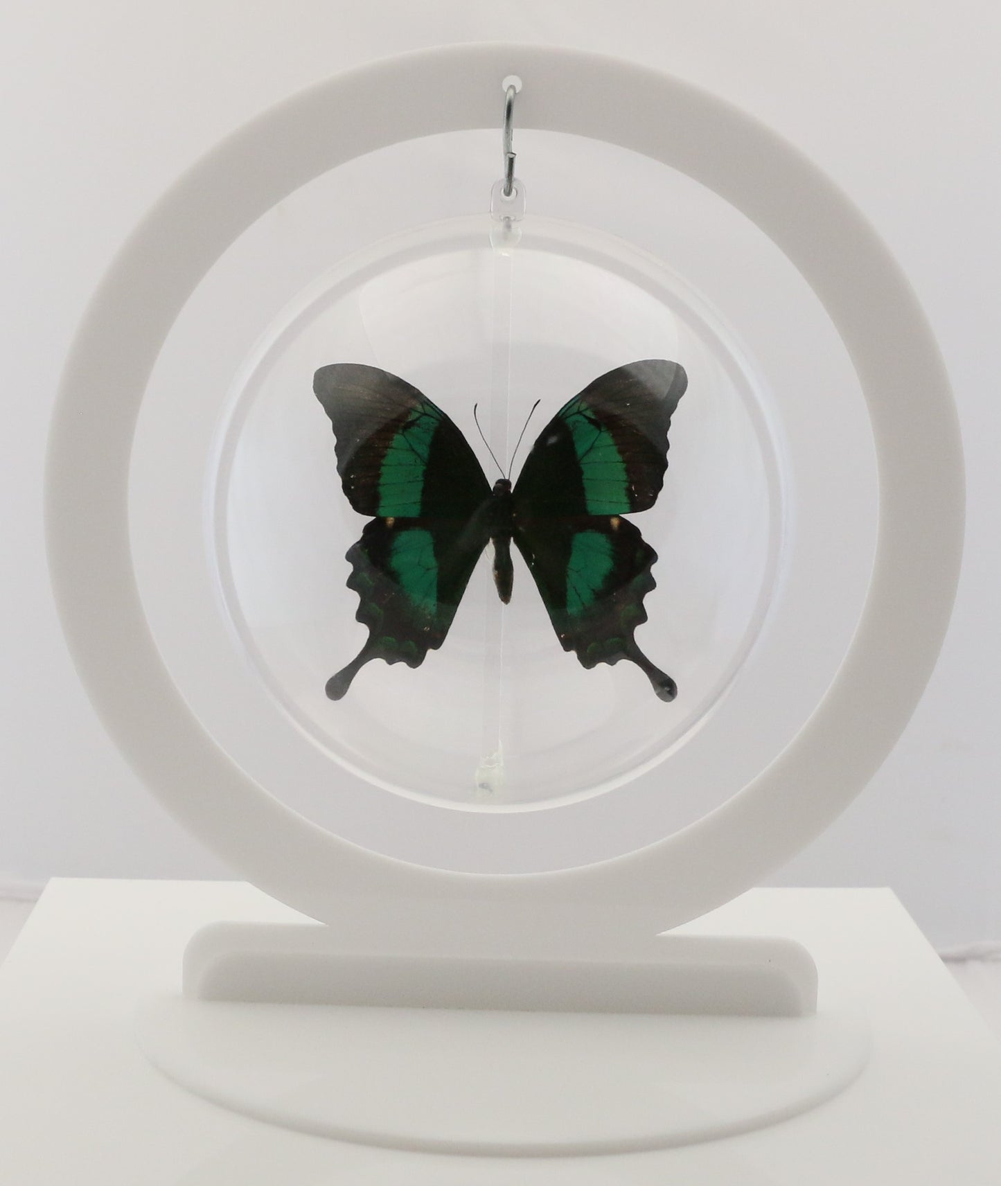750305 - Butterfly Bubble - Lg. - Round - Emerald Swallowtail (Papilio palinurus daedalus)