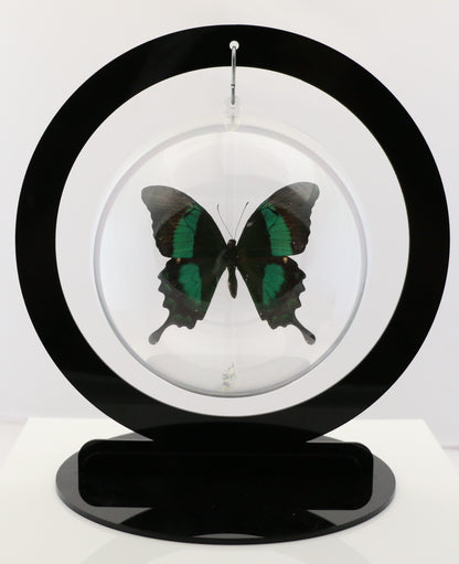 750305 - Butterfly Bubble - Lg. - Round - Emerald Swallowtail (Papilio palinurus daedalus)