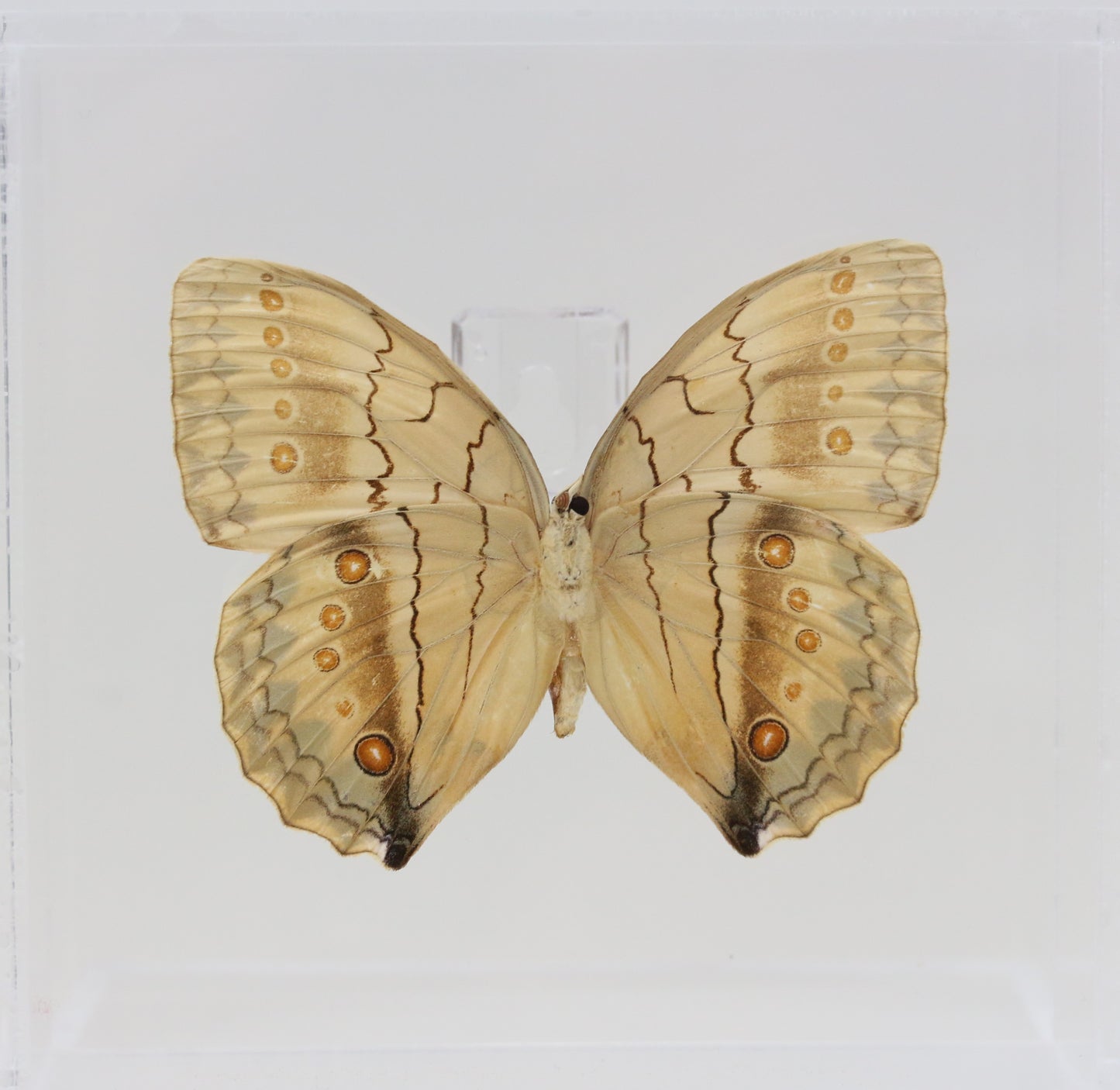 9060614 - Real Butterfly Acrylic Display Box - 6" X 6" - Howqua Jungle Queen Butterfly (Stichophthalma howqua) - Ventral