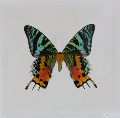 9050503 - Real Butterfly Acrylic Display Box - 5"X5" - Sunset Moth (Urania ripheus) - Ventral