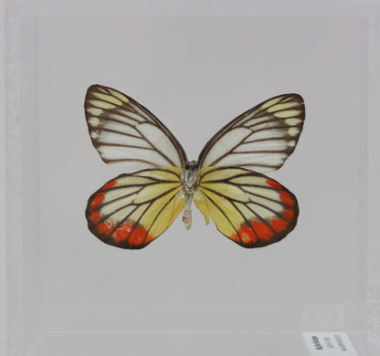 9040405 - Real Butterfly Acrylic Display Box - 4" X 4" - Painted Jezebel (Delias hyparete) - Ventral