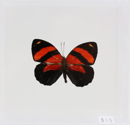 9040407 - Real Butterfly Acrylic Display Box - BD Butterfly - (Callicore cynosura) - Dorsal