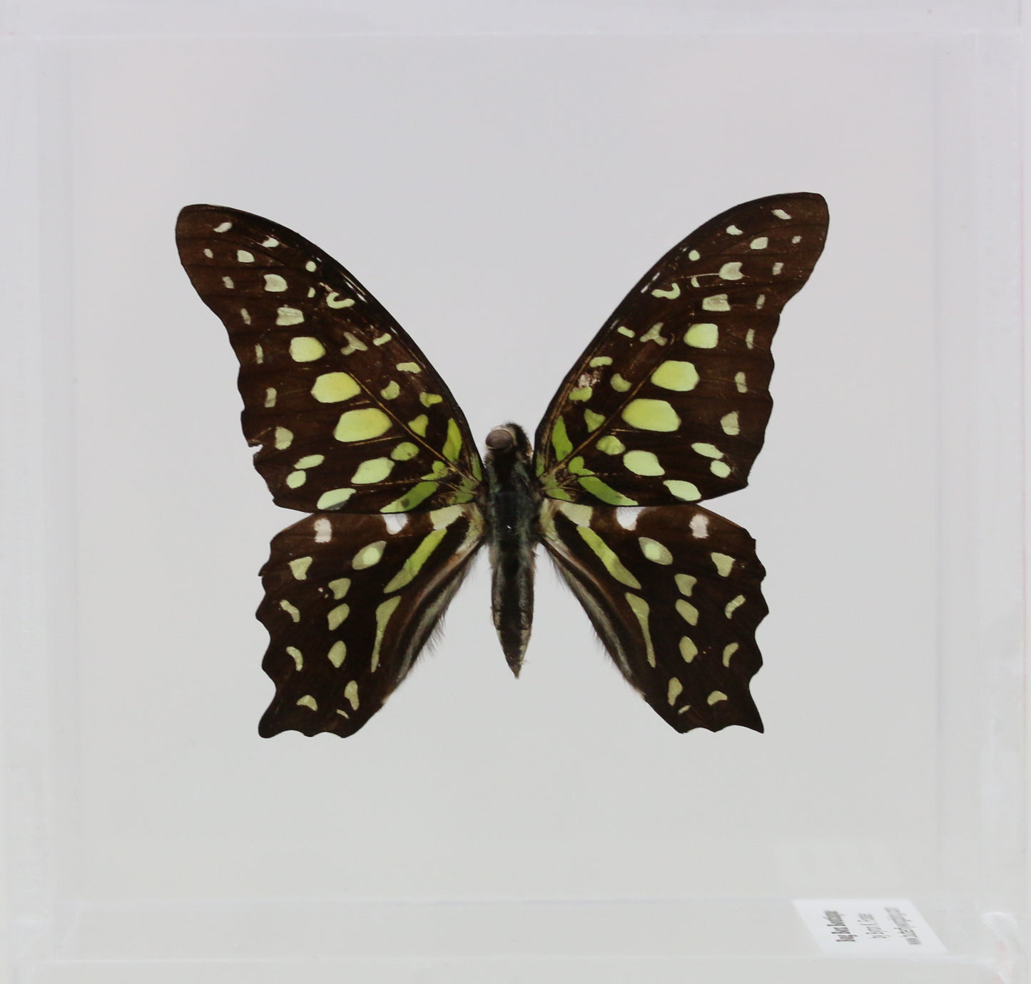 9040408 - Real Butterfly Acrylic Display Box - Tailed Jay Butterfly (Graphium agamemnon)