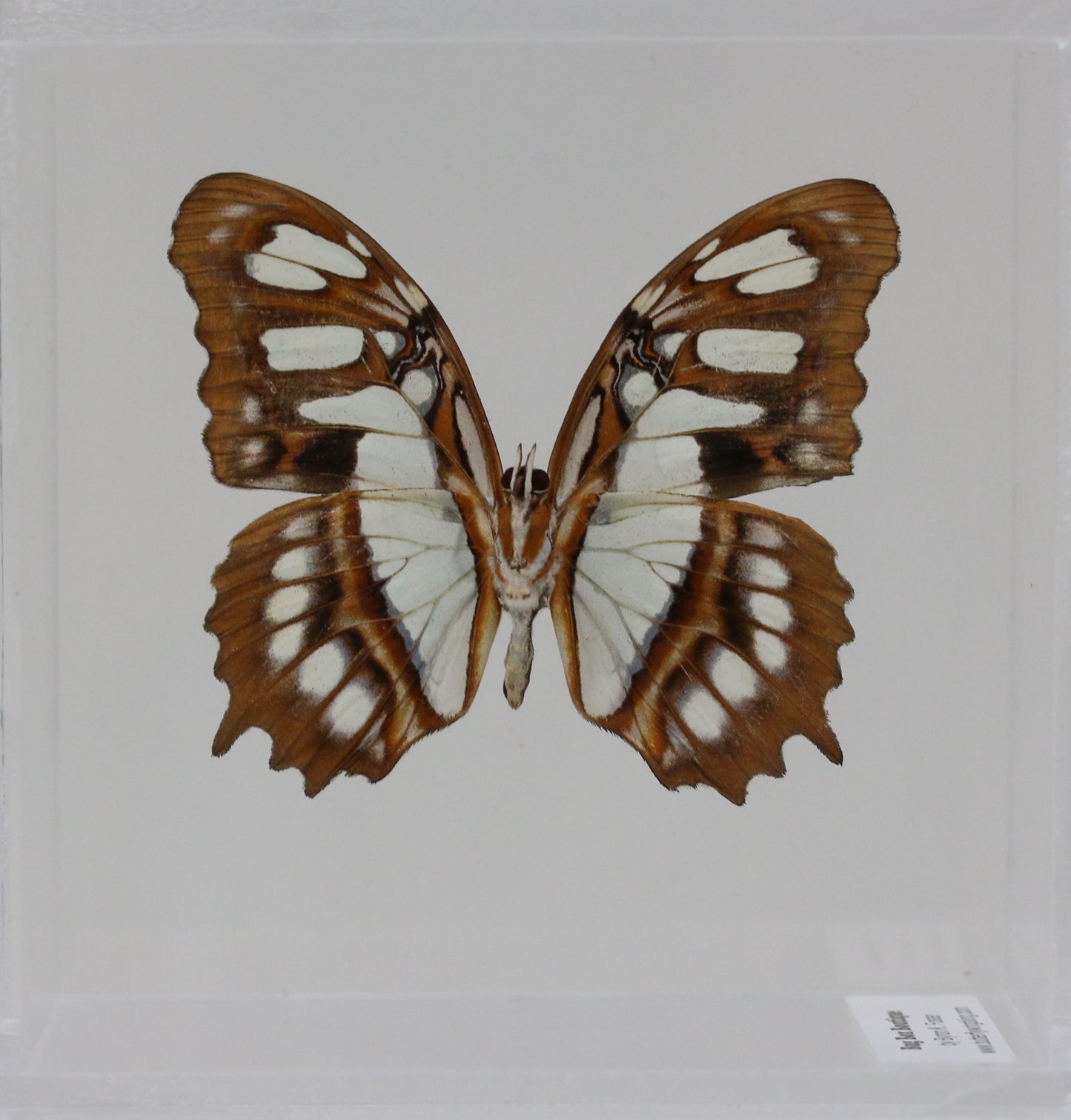 9040422 - Real Butterfly Acrylic Display Box - 4"X4" - Malachite Butterfly (Victorina stelenes) - Ventral