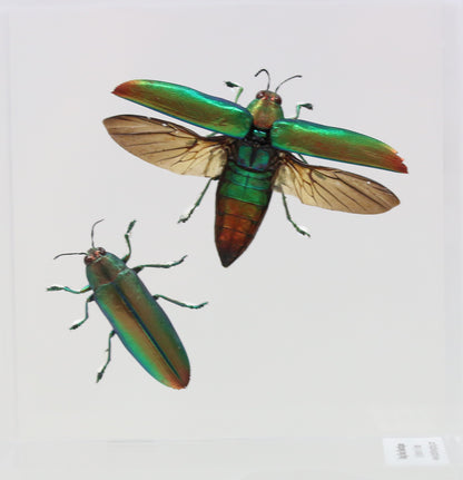 9040501 - Real Bug Acrylic Display Box - 4"X4" - Jewel Beetle (Chrysochroa aurora) - Open wings & closed