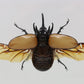 9050802 - Real Bug Acrylic Display Box - 5" X 8" - 5 Horn Hercules Beetle (Eupatorus gracilicornis) - Spread Male