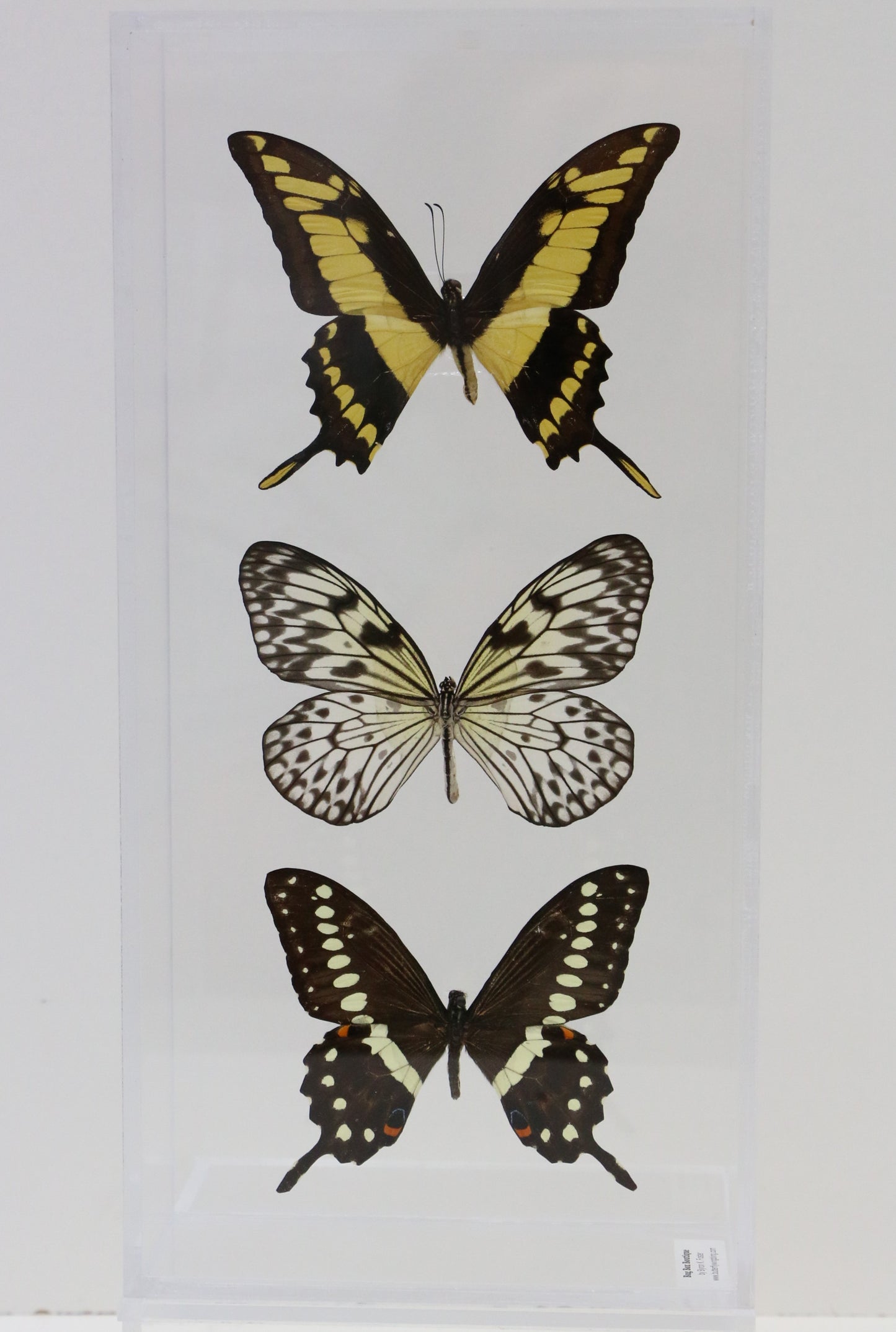 9061201 - Real Butterfly Acrylic Display Box - 6" X 12" - 3 Butterflies
