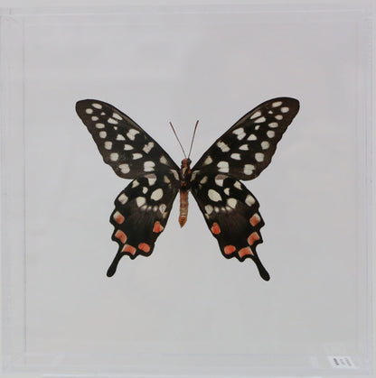 9070734 - Real Butterfly Acrylic Display Box - 7" X 7" - Madagascar Giant Spotted Swallowtail (Papilio antenor)