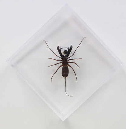 9060705 - Real Bug Acrylic Display Box - 6" X 6" - Diamond - Whip Scorpion (Hypocnoctus rangunensis).