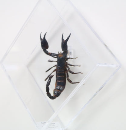 9060704 - Real Bug Acrylic Display Box - 6" X 6" - Diamond - Giant Forest Scorpion (Heterometrus laoticus).