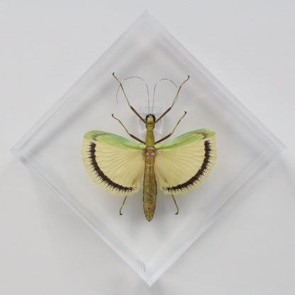 9060711 - Real Bug Acrylic Display Box - 6" X 6" - Yellow Wing Walking Stick (Tagesoidea nigrofasciata) - Female - Diamond