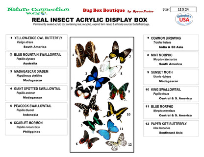 9122401 - Real Butterfly Acrylic Display Box - 12" X 24" - 12 Butterfly Wave