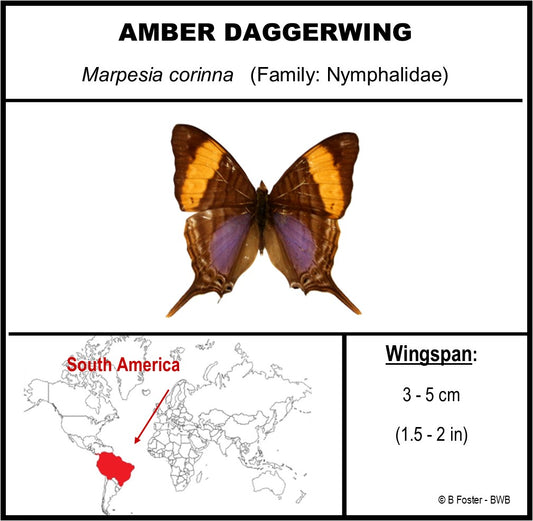 9040424 - Real Butterfly Acrylic Display Box - 4"X4" - Corinna Daggerwing (Marpesia corinna)