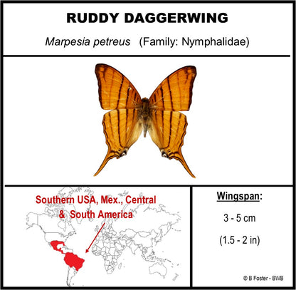 9040425 - Real Butterfly Acrylic Display Box - 4"X4" - Ruddy Daggerwing (Marpesia petreus)