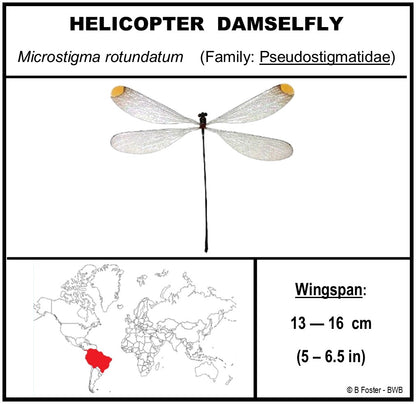 9060710 - Real Bug Acrylic Display Box - 6" X 6" - Giant Damselfly (Microstigma rotundatum)