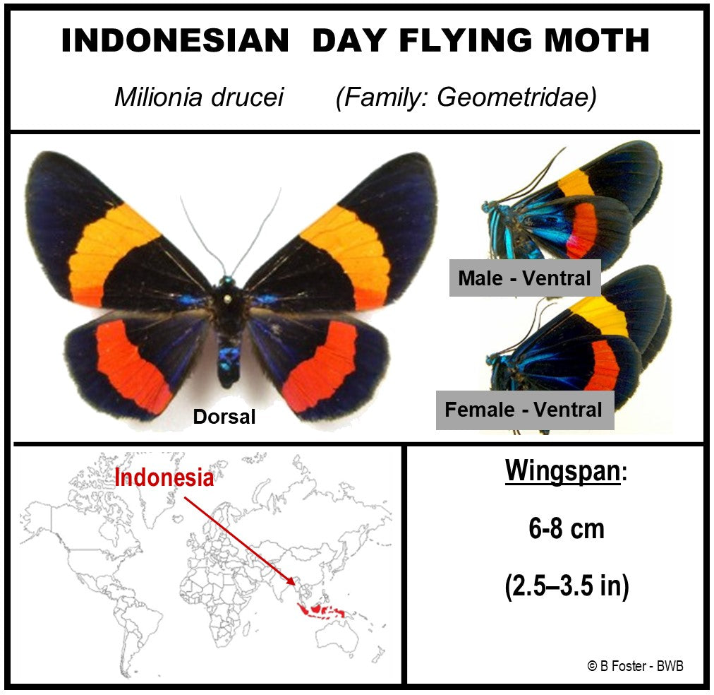 9080803 - Real ButterflyAcrylic Display Box - 8" X 8" - Day Flying Moths
