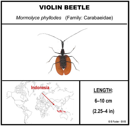 9060708 - Real Bug Acrylic Display Box - 6" X 6" - Violin Beetle (Mormolyce phyllodes)