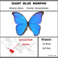 9080806 - Real Butterfly Acrylic Display Box - 8" X 8" - Giant Blue Morpho