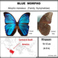 9060602 - Real Butterfly Acrylic Display Box - 6" X 6" - Blue Morpho (Morpho menelaus)