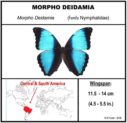 9070711 - Real Butterfly Acrylic Display Box - 7" X 7" - Deidamia Morpho (Morpho deidamia)