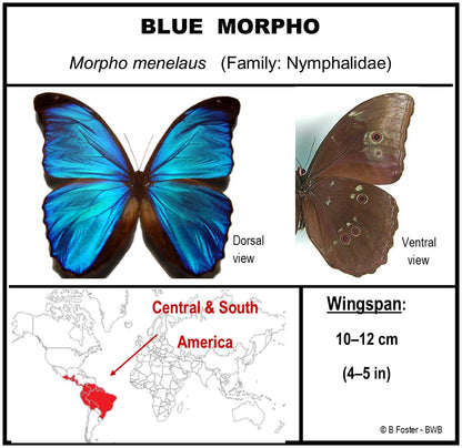 750300 - Butterfly Bubbles - Lg. - Round - Blue Morpho ﻿(Morpho menelaus)